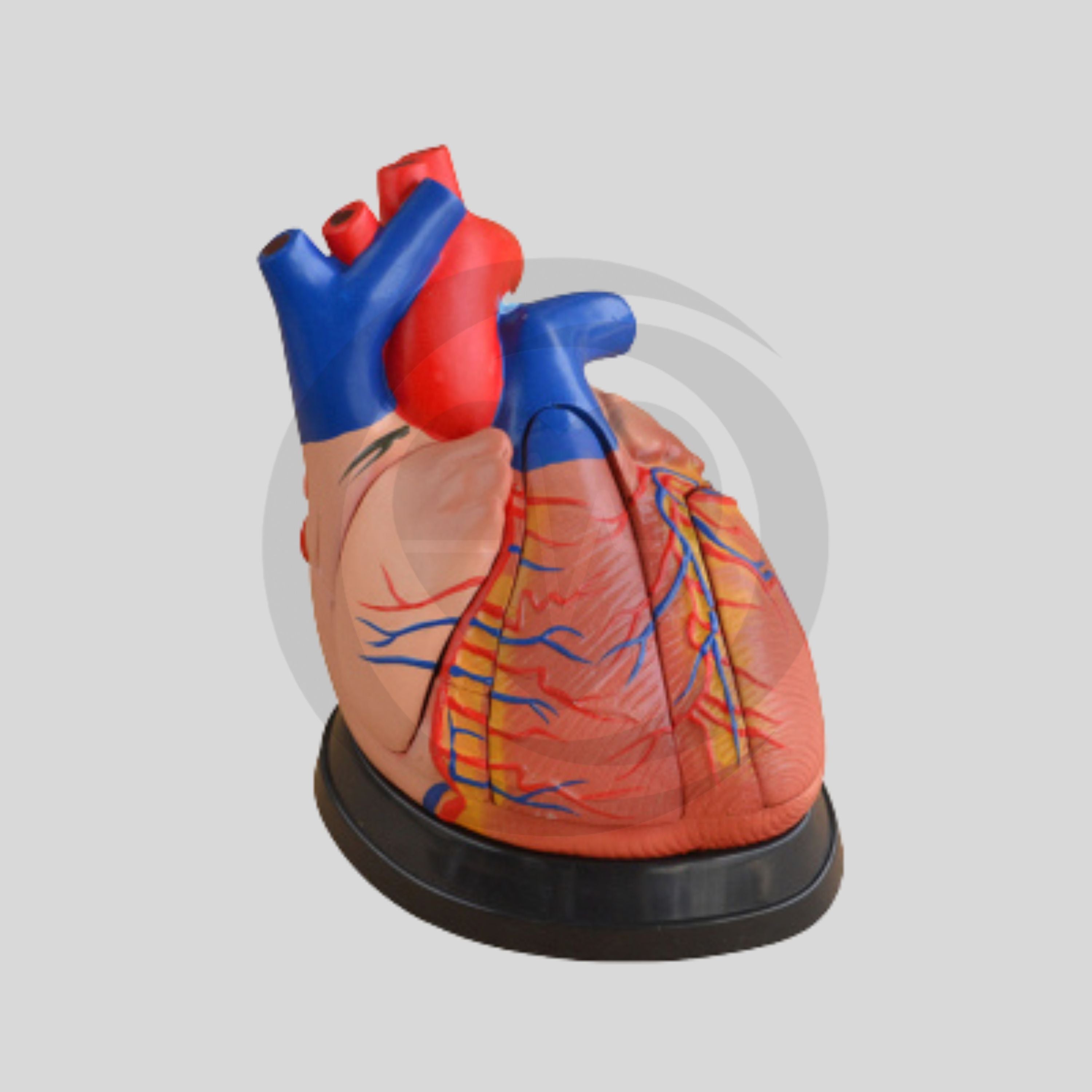 Modelo de anatomia do coração