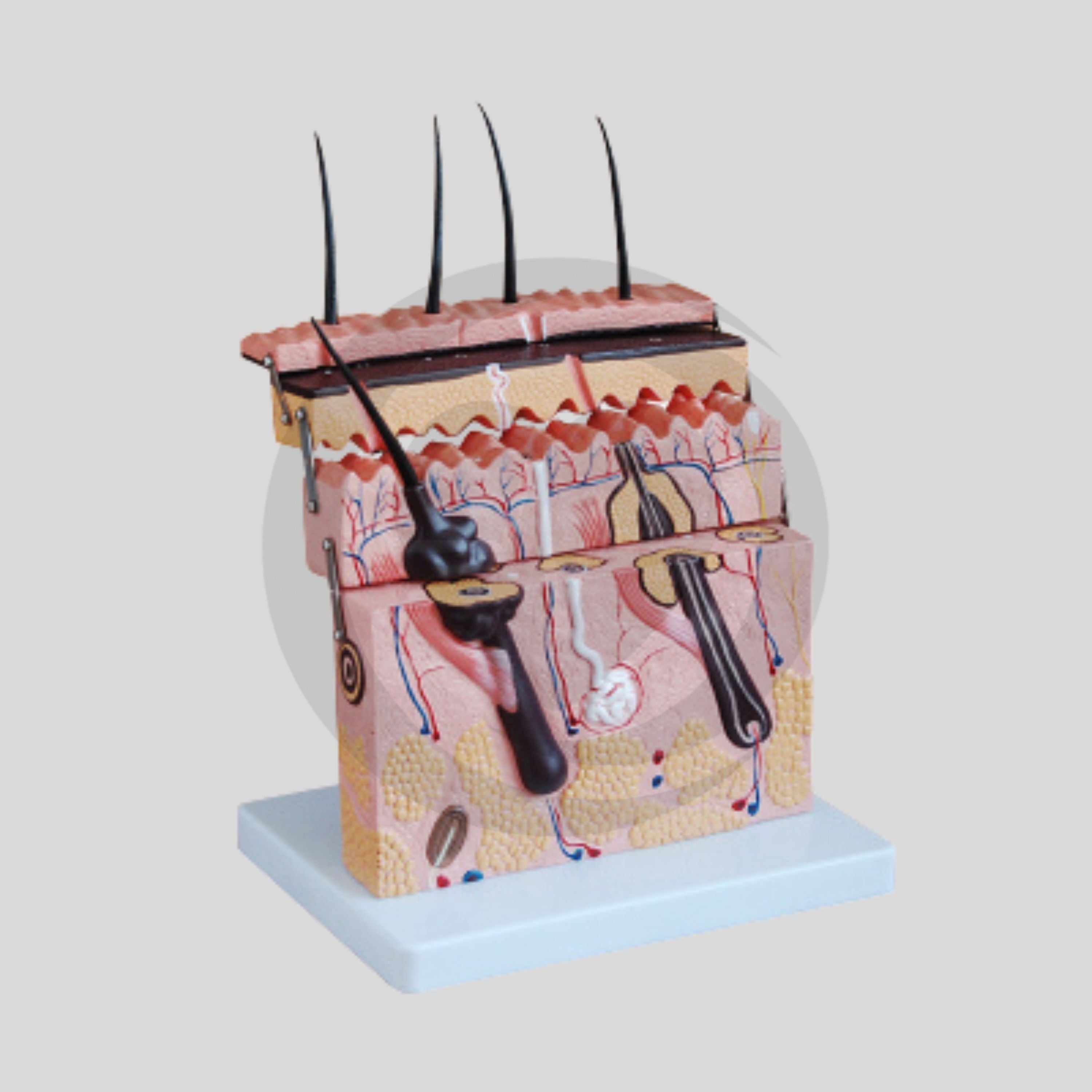 Modelo de anatomia humana - Estrutura da Pele com Camadas e Anexos Cutâneos