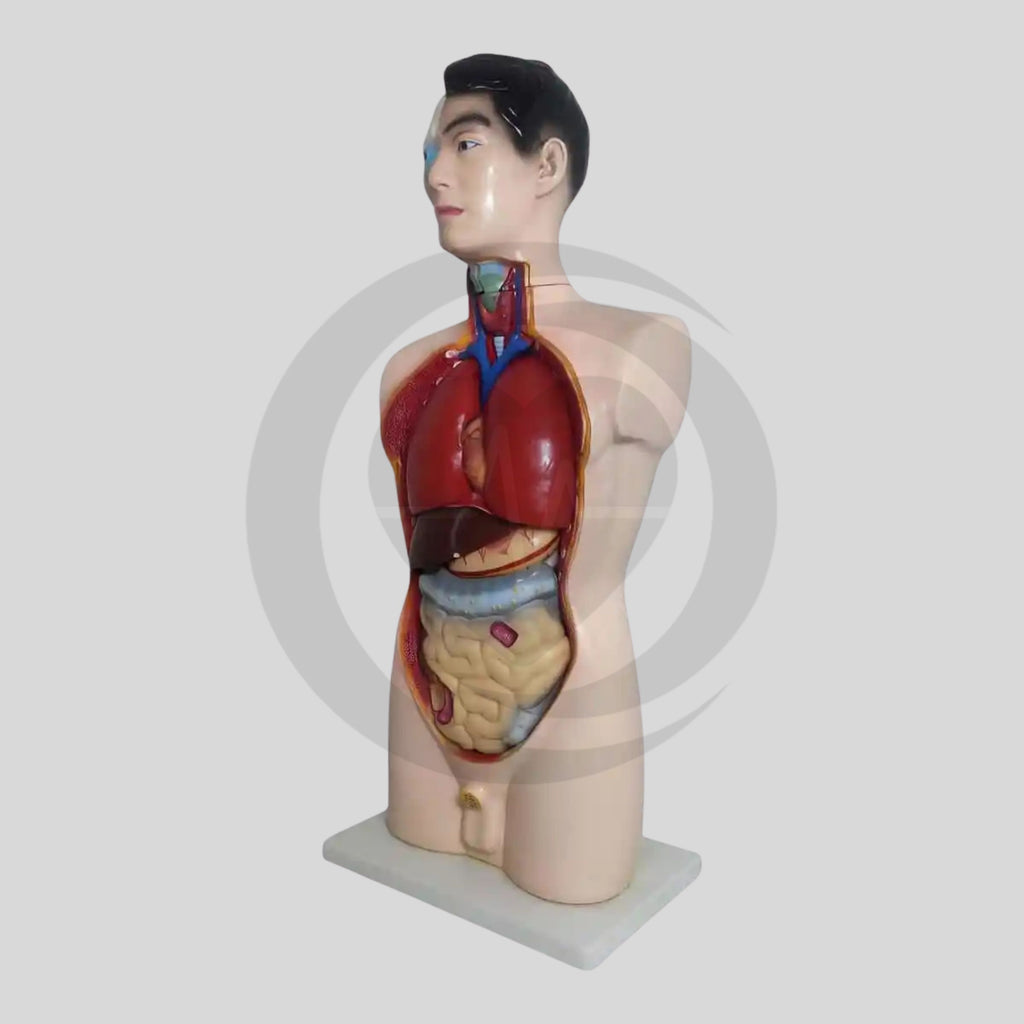 Manequim anatómico do torso humano
