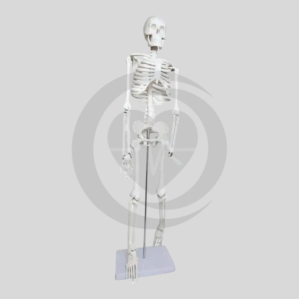 Esqueleto anatómico humano