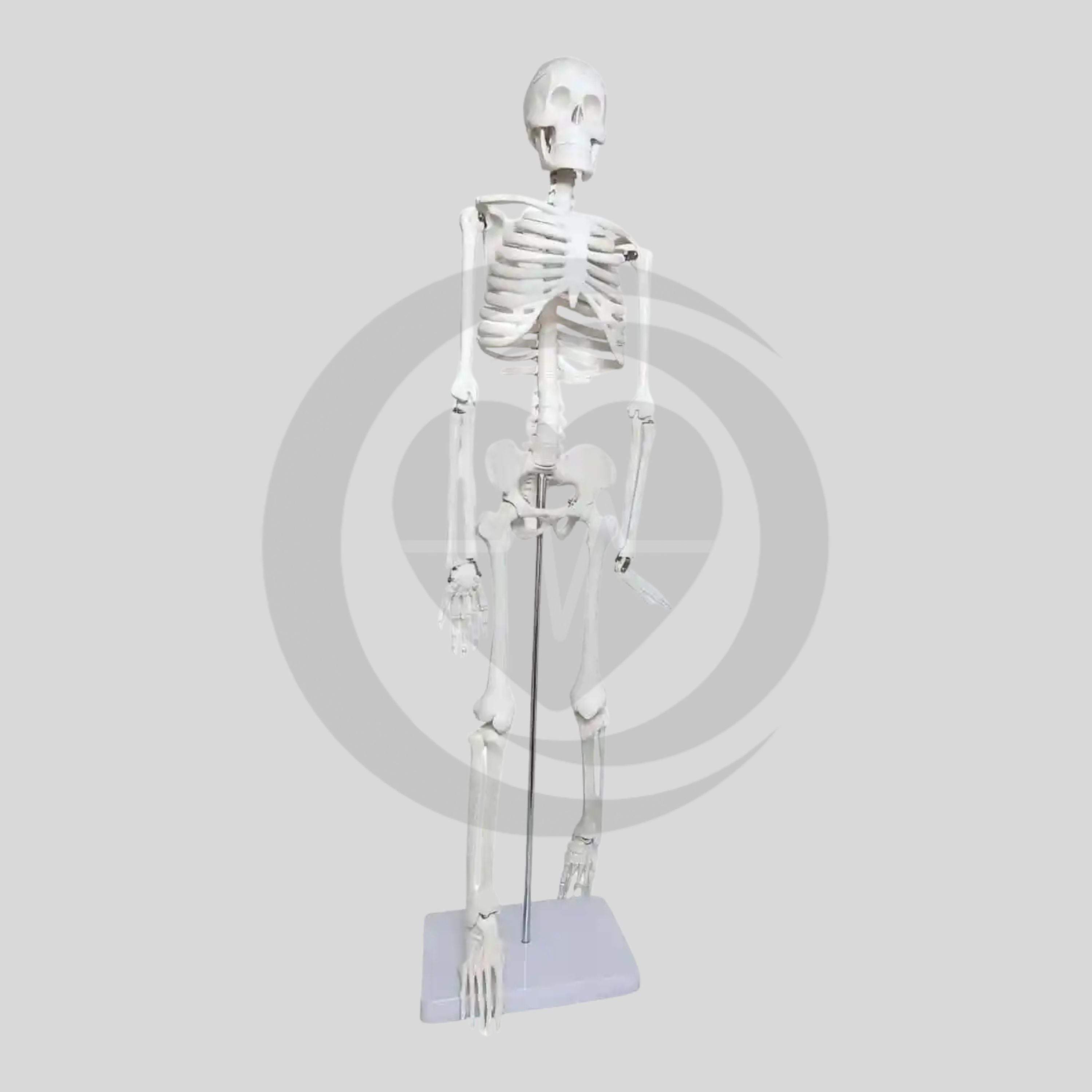 Esqueleto anatómico humano