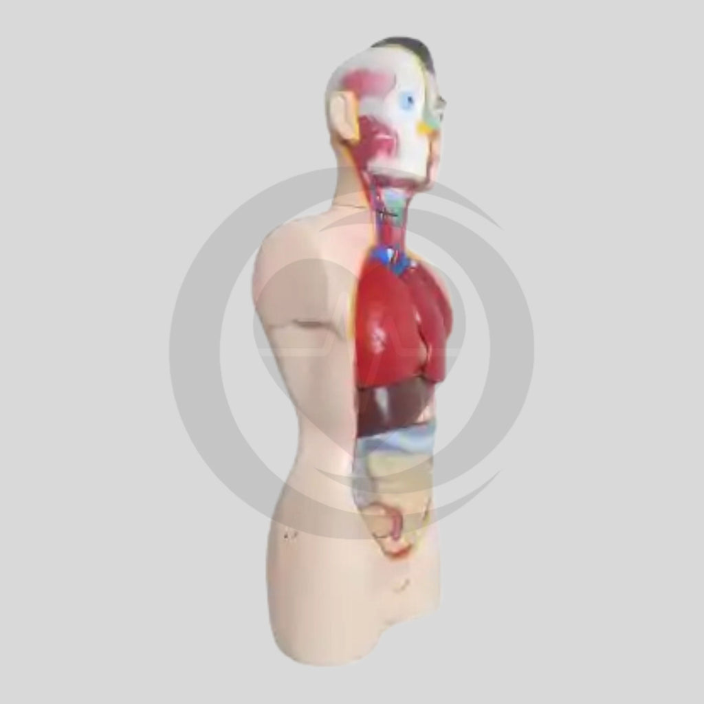 Manequim anatómico do torso humano