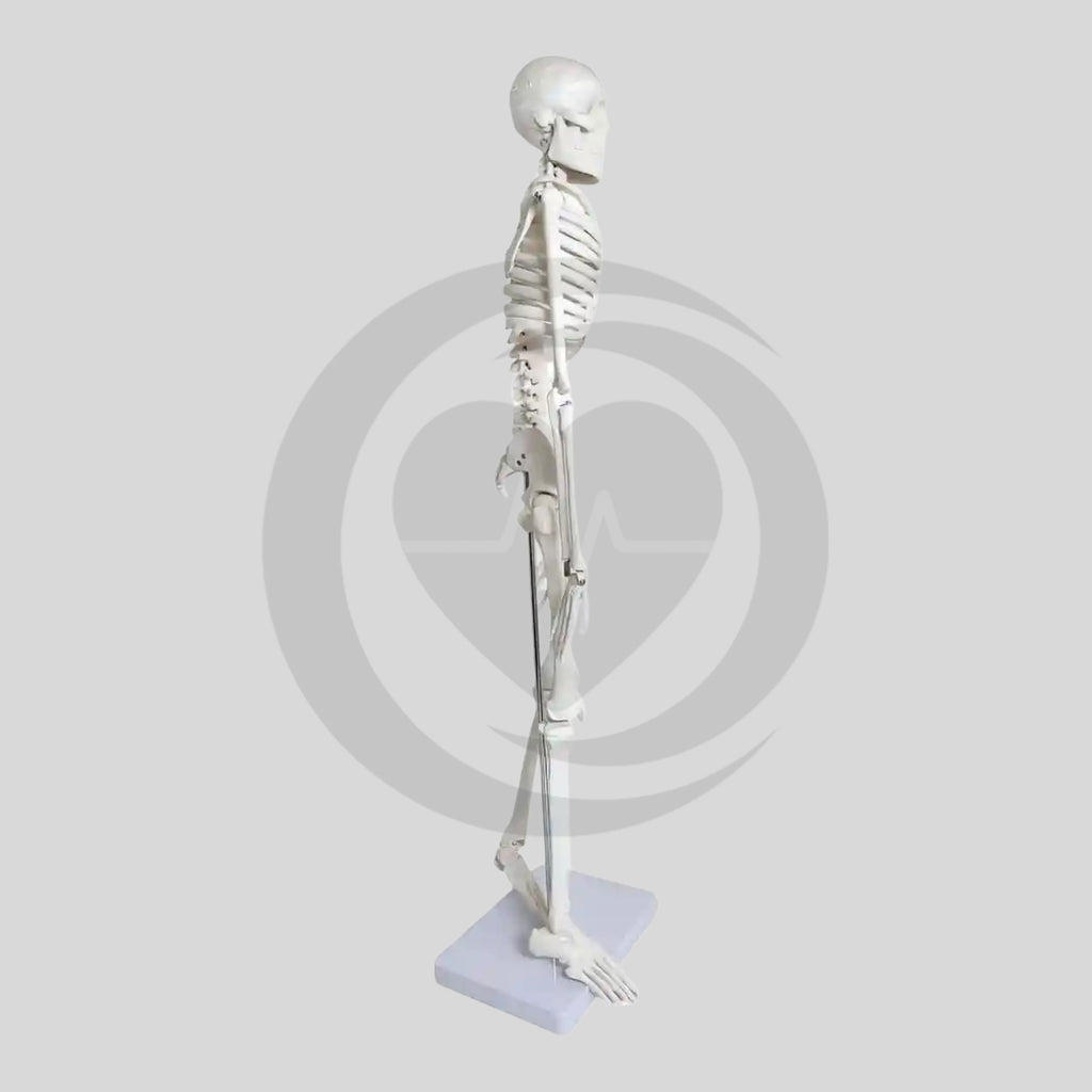 Esqueleto anatómico humano
