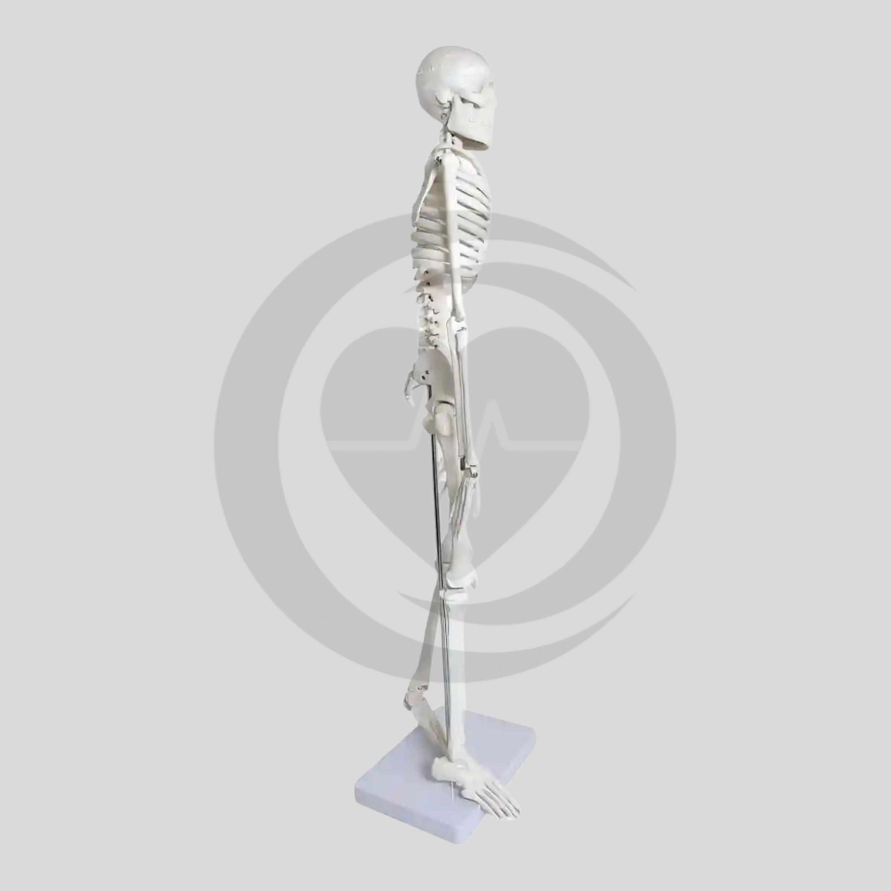 Esqueleto anatómico humano