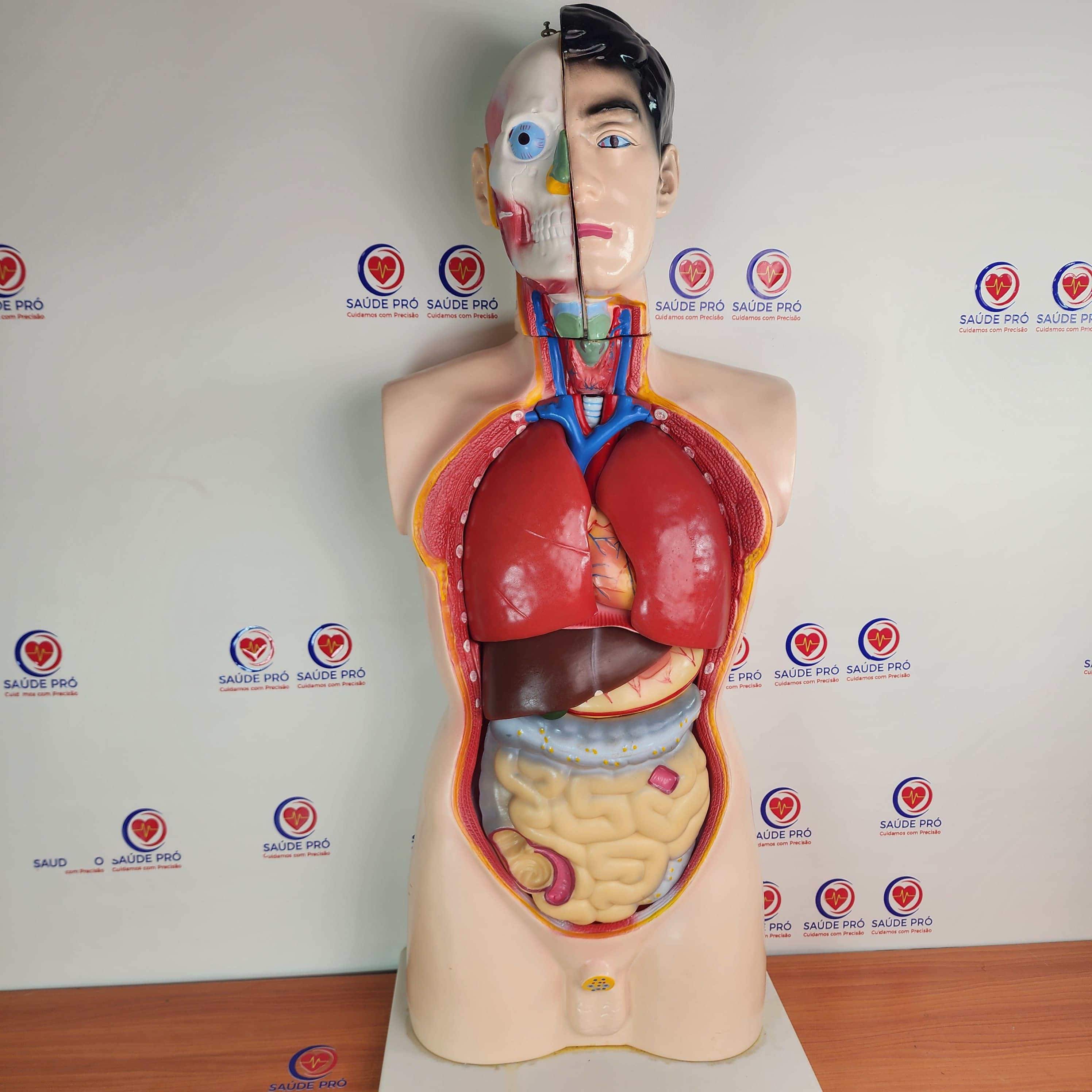 Manequim anatómico do torso humano