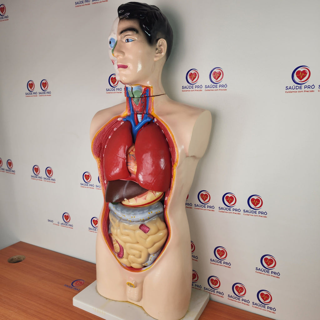 Manequim anatómico do torso humano