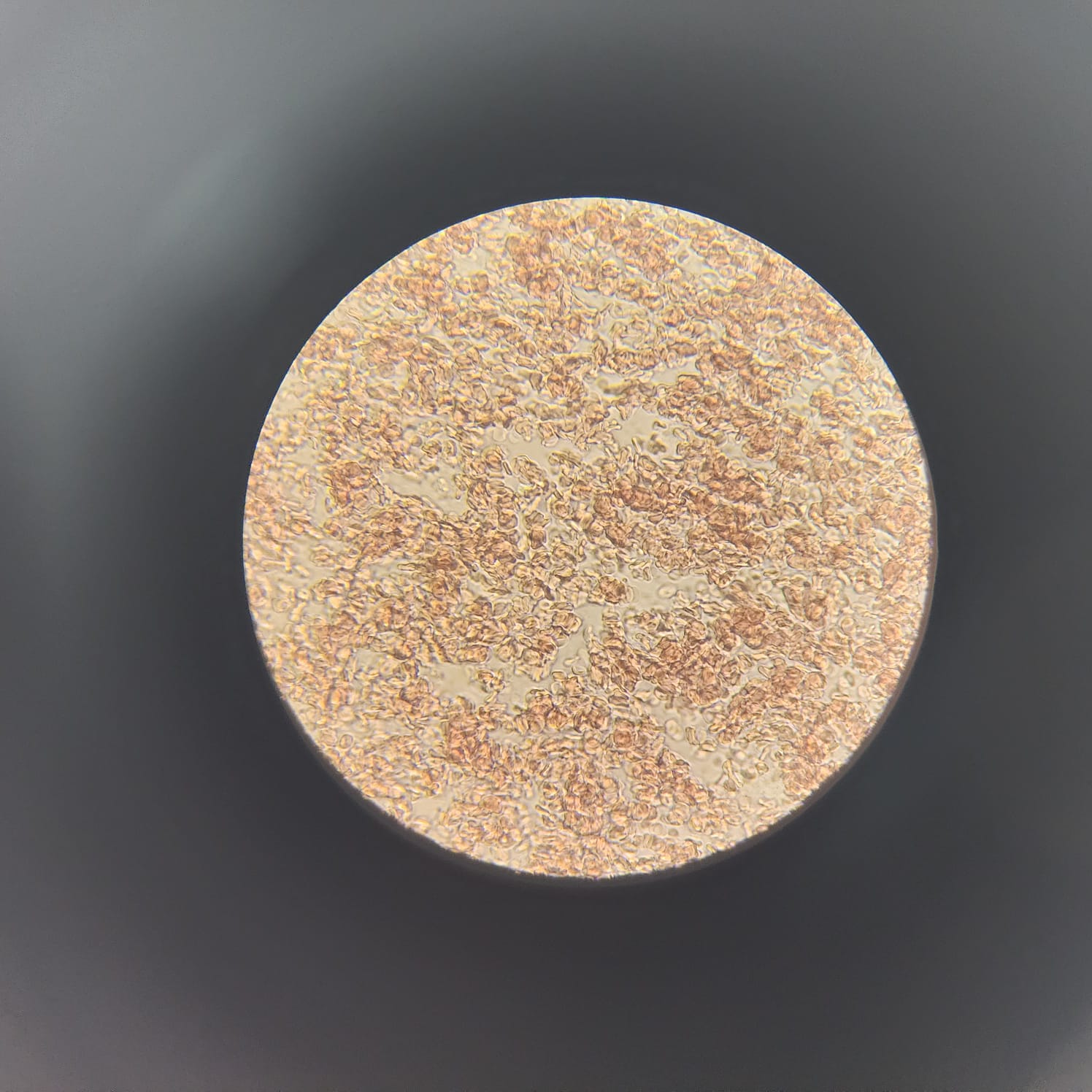 Microscópio Biológico Sunoro XSP-200E