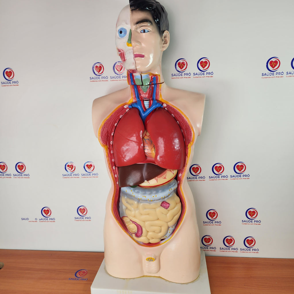 Manequim anatómico do torso humano