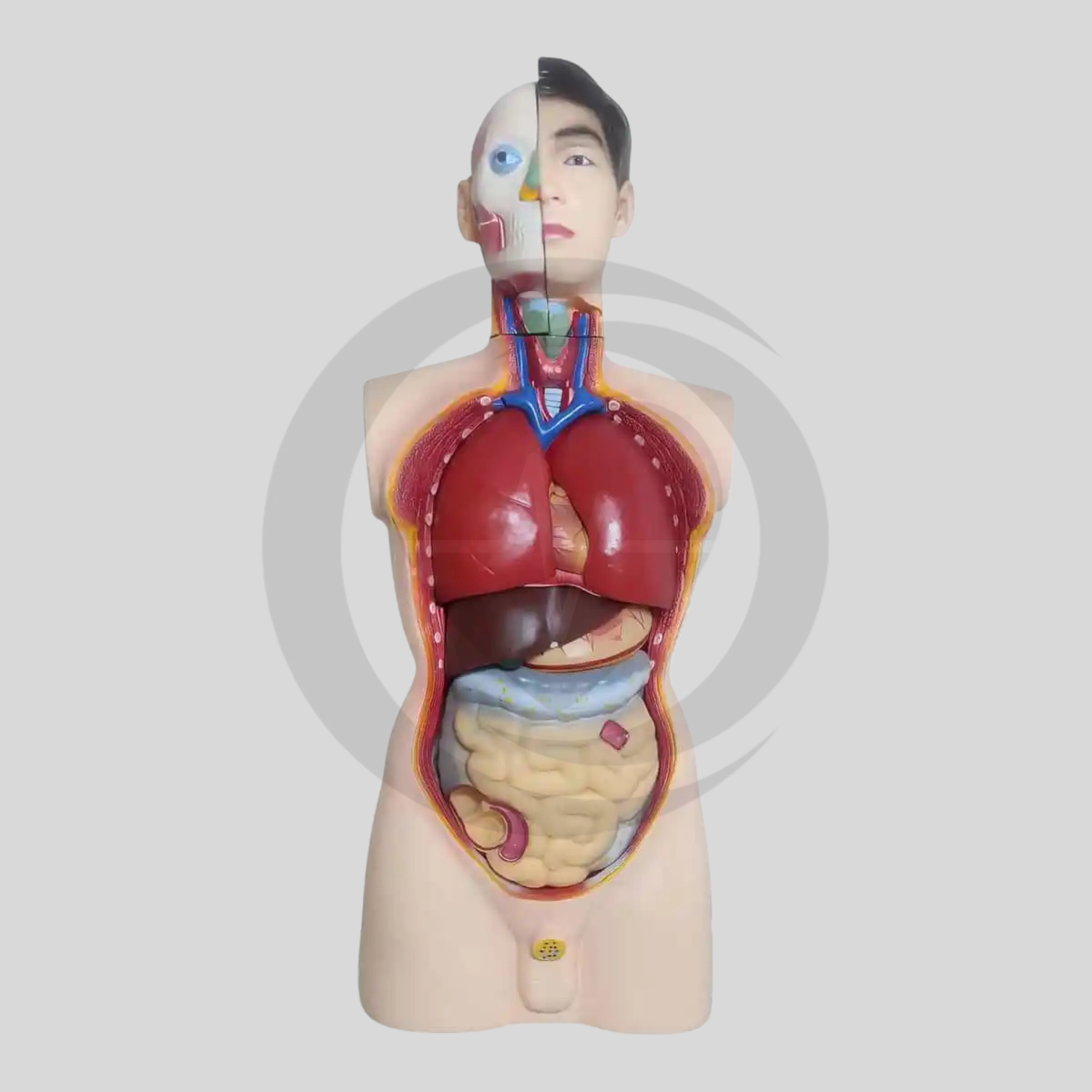 Manequim anatómico do torso humano